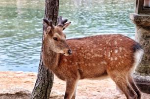 Deer